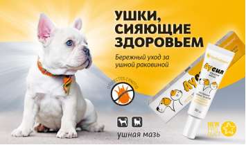 Аусил — ушки, сияющие здоровьем