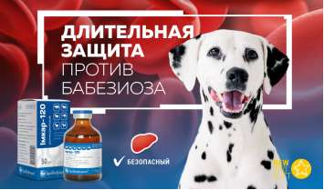 Имкар-120 — длительная защита собак против бабезиоза