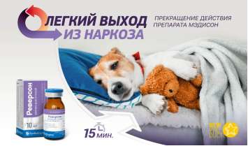 Реверсон — легкий выход из наркоза для собак и кошек